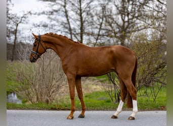 Hannoveriano, Caballo castrado, 5 años, 176 cm, Alazán