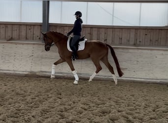 Hannoveriano, Caballo castrado, 5 años, 176 cm, Alazán