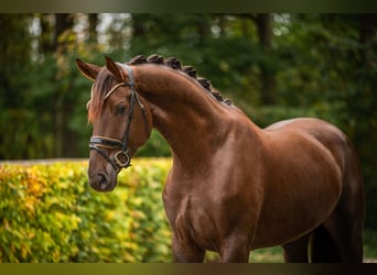 Hannoveriano, Caballo castrado, 5 años, 176 cm, Alazán-tostado