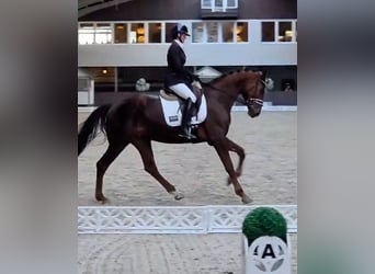 Hannoveriano, Caballo castrado, 5 años, 176 cm, Alazán-tostado