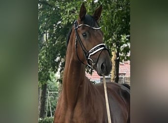 Hannoveriano, Caballo castrado, 5 años, 176 cm, Alazán-tostado