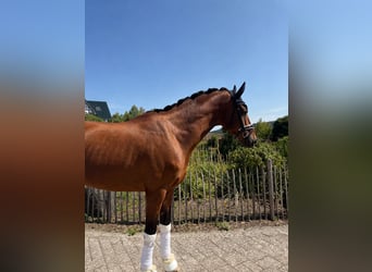 Hannoveriano, Caballo castrado, 5 años, 176 cm, Castaño