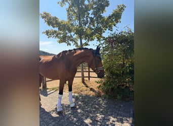 Hannoveriano, Caballo castrado, 5 años, 176 cm, Castaño