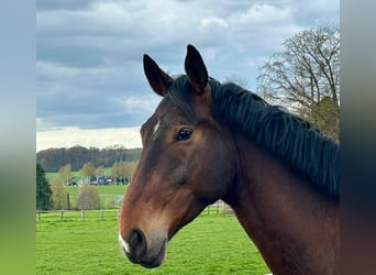 Hannoveriano, Caballo castrado, 5 años, 176 cm, Castaño oscuro