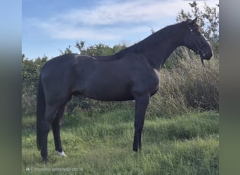 Hannoveriano, Caballo castrado, 5 años, 176 cm, Castaño oscuro