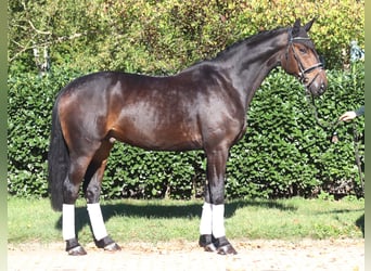 Hannoveriano, Caballo castrado, 5 años, 176 cm, Castaño oscuro
