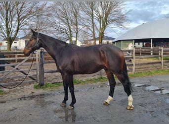 Hannoveriano, Caballo castrado, 5 años, 176 cm, Castaño oscuro