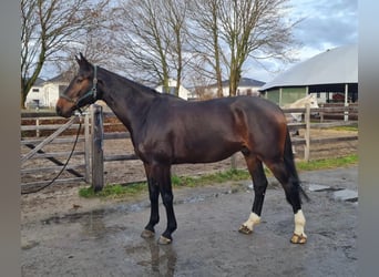 Hannoveriano, Caballo castrado, 5 años, 176 cm, Castaño oscuro