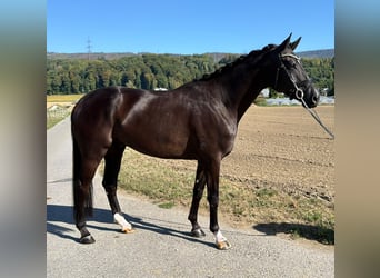 Hannoveriano, Caballo castrado, 5 años, 176 cm, Morcillo