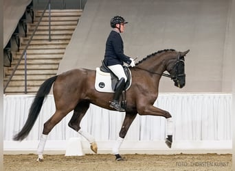 Hannoveriano, Caballo castrado, 5 años, 176 cm, Morcillo