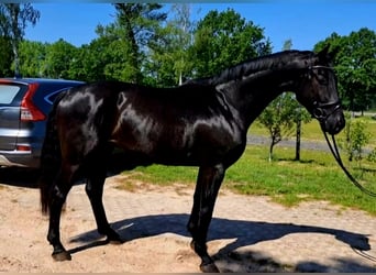 Hannoveriano, Caballo castrado, 5 años, 176 cm, Negro