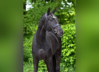 Hannoveriano, Caballo castrado, 5 años, 177 cm, Negro