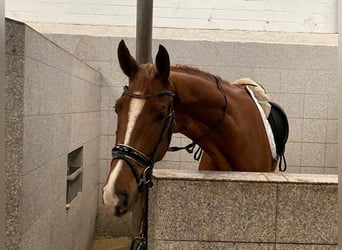 Hannoveriano, Caballo castrado, 5 años, 178 cm, Alazán