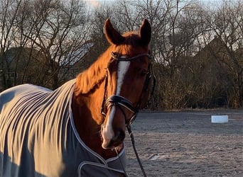 Hannoveriano, Caballo castrado, 5 años, 178 cm, Alazán