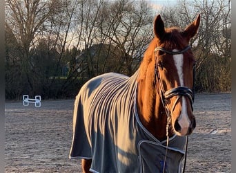 Hannoveriano, Caballo castrado, 5 años, 178 cm, Alazán