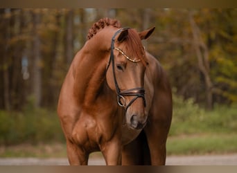 Hannoveriano, Caballo castrado, 5 años, 178 cm, Alazán
