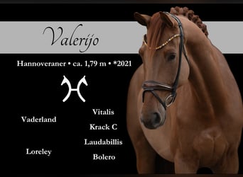 Hannoveriano, Caballo castrado, 5 años, 178 cm, Alazán