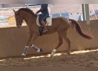 Hannoveriano, Caballo castrado, 5 años, 178 cm, Alazán-tostado