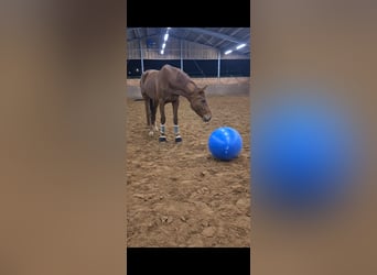 Hannoveriano, Caballo castrado, 5 años, 178 cm, Alazán-tostado