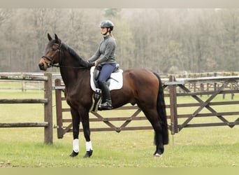 Hannoveriano, Caballo castrado, 5 años, 178 cm, Castaño