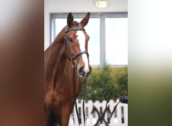 Hannoveriano, Caballo castrado, 5 años, 178 cm, Castaño