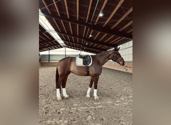 Hannoveriano, Caballo castrado, 5 años, 178 cm, Castaño oscuro