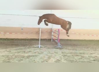 Hannoveriano, Caballo castrado, 5 años, 179 cm, Castaño
