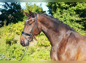 Hannoveriano, Caballo castrado, 5 años, 179 cm, Castaño oscuro