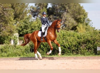 Hannoveriano, Caballo castrado, 5 años, 180 cm, Alazán