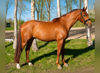 Hannoveriano, Caballo castrado, 5 años, 180 cm, Alazán