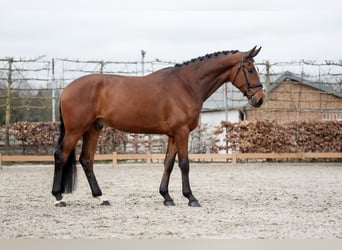 Hannoveriano, Caballo castrado, 5 años, 180 cm, Castaño