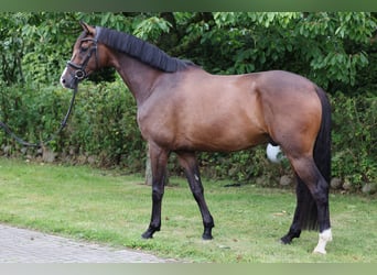 Hannoveriano, Caballo castrado, 5 años, 180 cm, Castaño