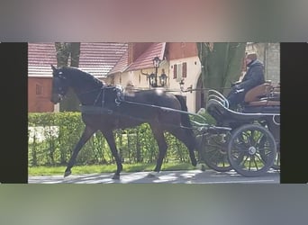 Hannoveriano, Caballo castrado, 5 años, 180 cm, Castaño oscuro