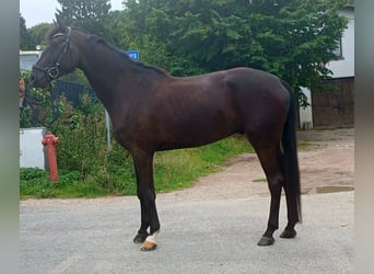 Hannoveriano, Caballo castrado, 5 años, 180 cm, Negro