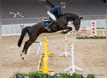 Hannoveriano, Caballo castrado, 5 años, 181 cm, Negro