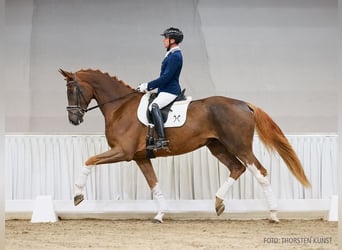 Hannoveriano, Caballo castrado, 5 años, 182 cm, Alazán-tostado