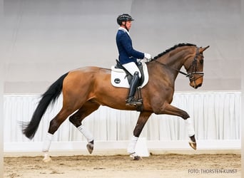 Hannoveriano, Caballo castrado, 5 años, 182 cm, Castaño