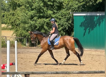 Hannoveriano, Caballo castrado, 5 años, 182 cm, Castaño claro