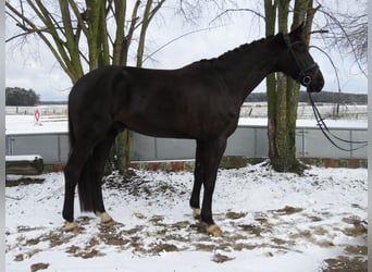 Hannoveriano, Caballo castrado, 5 años, 183 cm, Negro