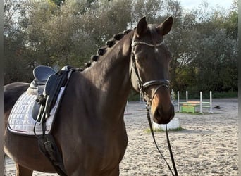 Hannoveriano, Caballo castrado, 5 años, 185 cm, Castaño oscuro