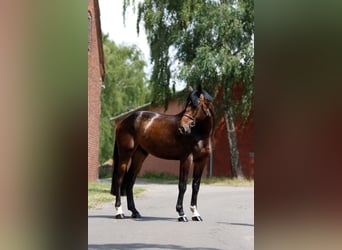 Hannoveriano, Caballo castrado, 5 años, 185 cm, Castaño oscuro