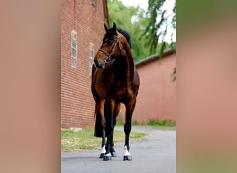 Hannoveriano, Caballo castrado, 5 años, 185 cm, Castaño oscuro