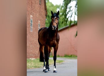 Hannoveriano, Caballo castrado, 5 años, 185 cm, Castaño oscuro
