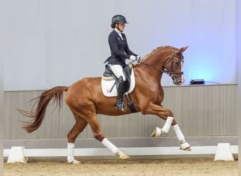 Hannoveriano, Caballo castrado, 5 años, Alazán