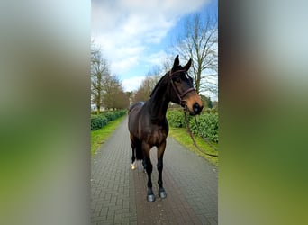 Hannoveriano, Caballo castrado, 5 años, Castaño oscuro