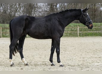 Hannoveriano, Caballo castrado, 5 años, Morcillo
