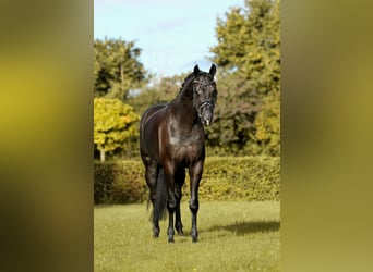 Hannoveriano, Caballo castrado, 5 años, Negro