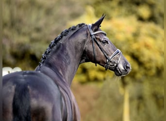 Hannoveriano, Caballo castrado, 5 años, Negro