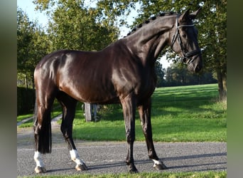 Hannoveriano, Caballo castrado, 5 años, Negro