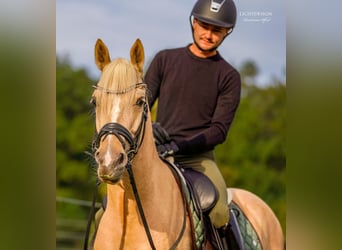 Hannoveriano, Caballo castrado, 6 años, 145 cm, Palomino